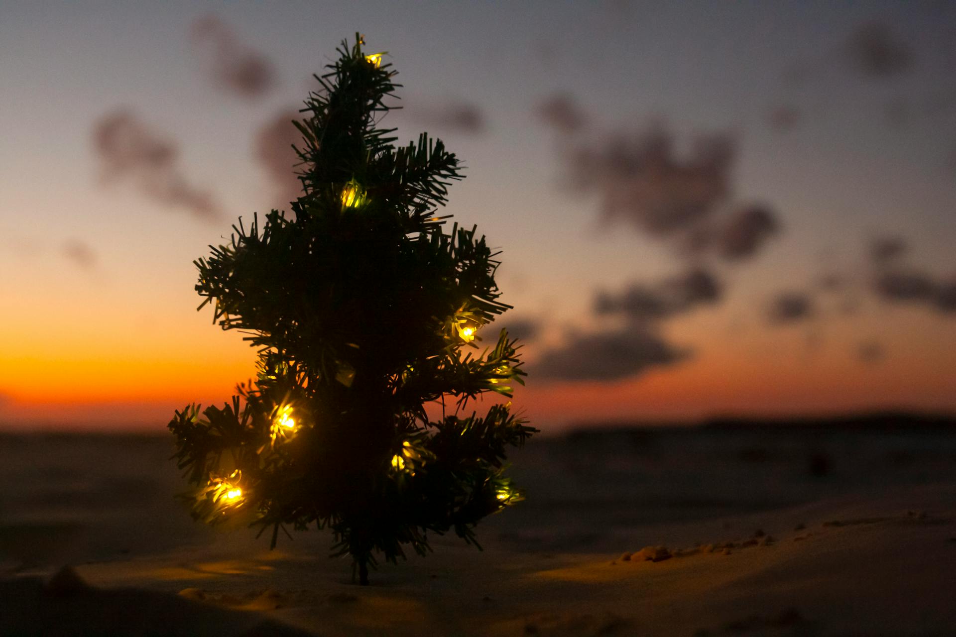 Celebrate Christmas on the beach